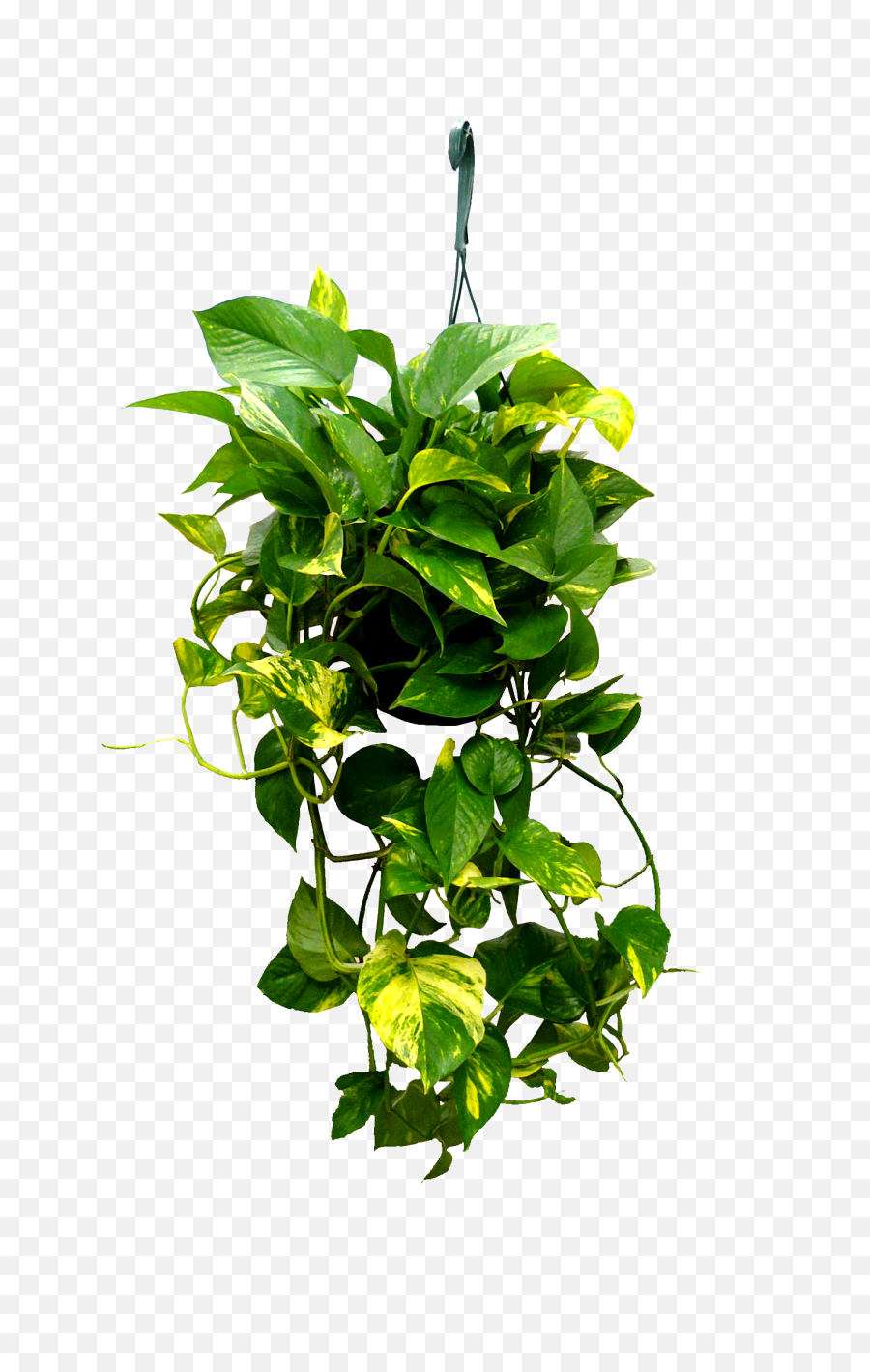 Plant Tree Nature Hanging Creeper Creepers - Png Hanging Plants Transparent,Creepers Png