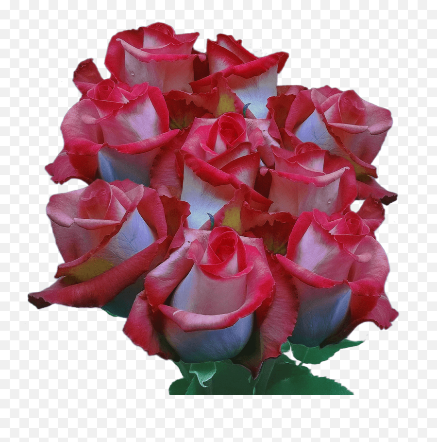 Real Pink Ecuadorian Roses Multicolored Blooms Fundraiser - Garden Roses Png,Real Rose Png