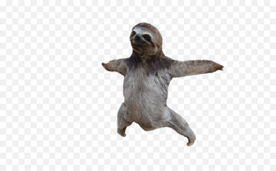 Adopt A Sloth Baby Sloths Clip Art - Sloth Transparent Png,Sloth Png