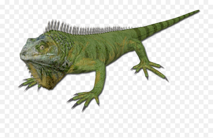 Green Iguana - Iguana Png,Iguana Png