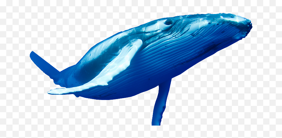 Whale Transparent Png Clipart Free - Blue Whale Fish Png,Humpback Whale Png