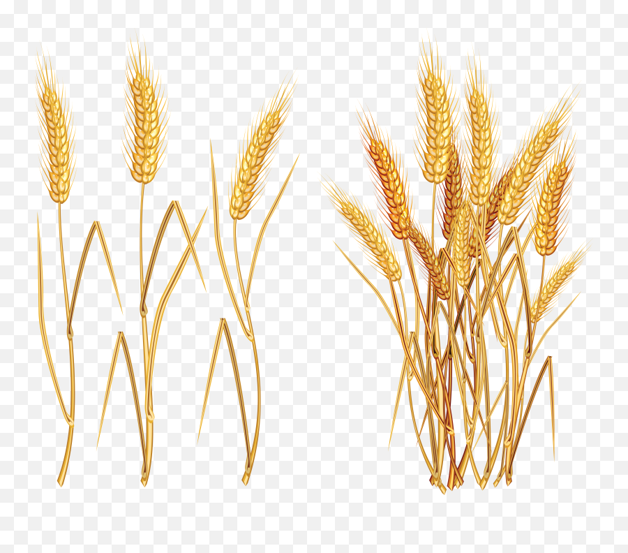 Wheat Png Transparent Background