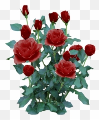 Rose Plant Png - Bush Transparent