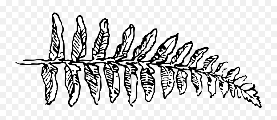 Free Fern Clip Art Black And White Download - Fern Clipart Black And White Png,Fern Png