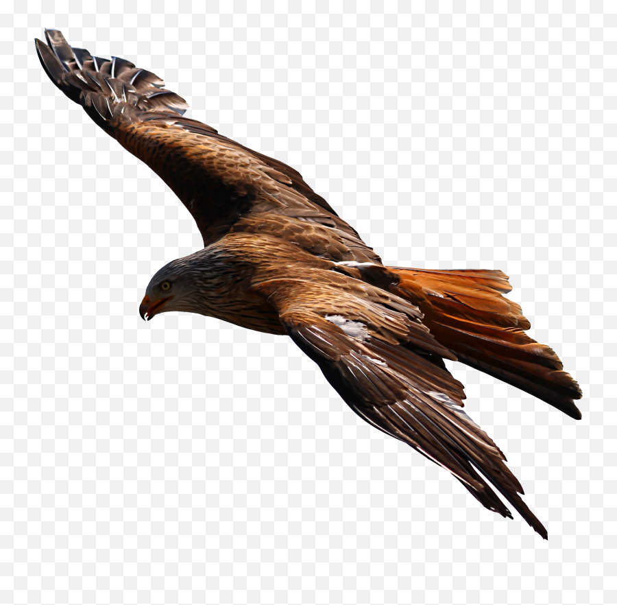 Eagle Flying Transparent Background Png - Flying Golden Eagle Transparent Background,Golden Eagle Png