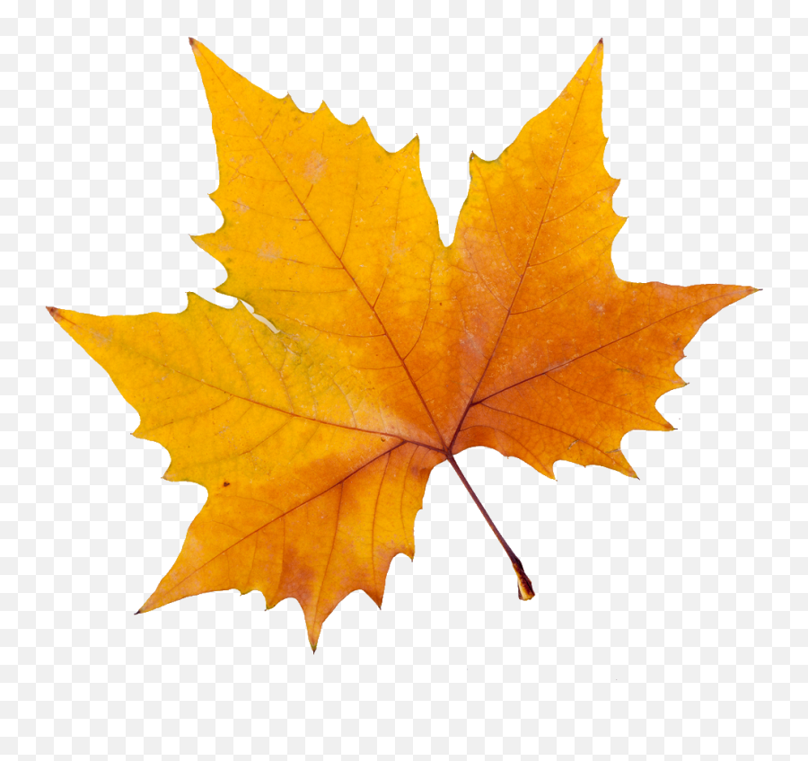 Sycamore Tree Leaf Png Transparent Leafpng - Maple Leaf Png,Maple Leaf Png
