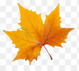 Sycamore Tree Leaf Png Transparent Leafpng - Maple Png