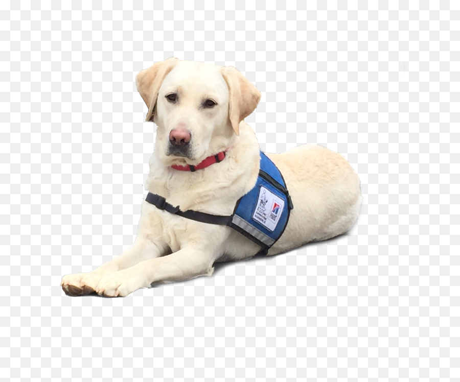 Skype No Background - Ksds Assistance Dogs Inc Dogs No Background Png,Dog With Transparent Background