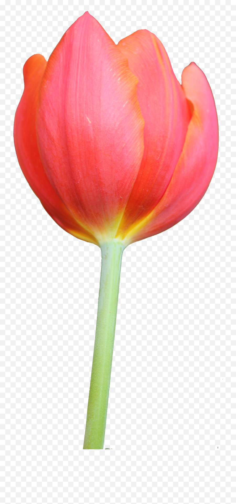 Tulip Png Image - Tulip Png,Tulip Png