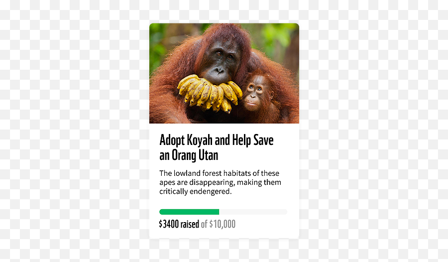 Donate Wwfsg - Orangutans Png,Orangutan Png