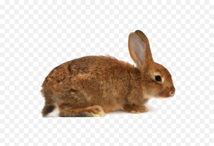 Brown Rabbit Png Download Image - Rabbit With A White Background,Rabbit Png