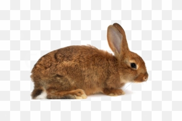 Brown Rabbit Png Download Image - Rabbit With A White Background,Rabbit Png