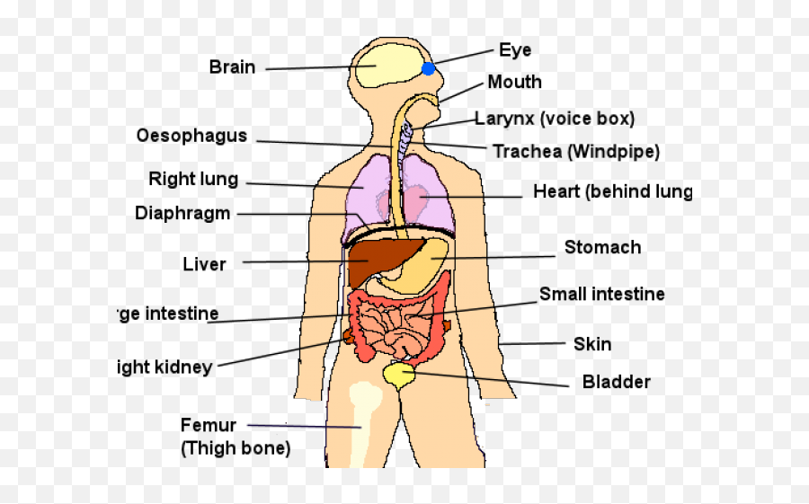 Human Body Png - Organs Of The Human Body Ks2,Human Body Png
