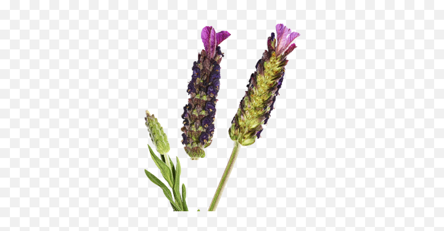 Fine Lavender - Essential Oils For Skincare Decléor English Lavender Png,Lavender Png
