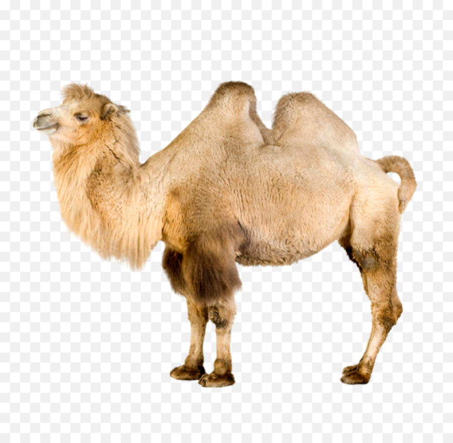 Download Camel Png Image For Free - Bactrian Camel White Background,Camel Transparent