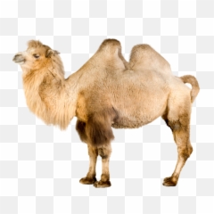 Download Camel Png Image For Free - Bactrian White Background