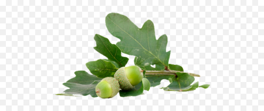 Acorn Png With Green Leaves Images Download - Care Home,Green Leaves Png