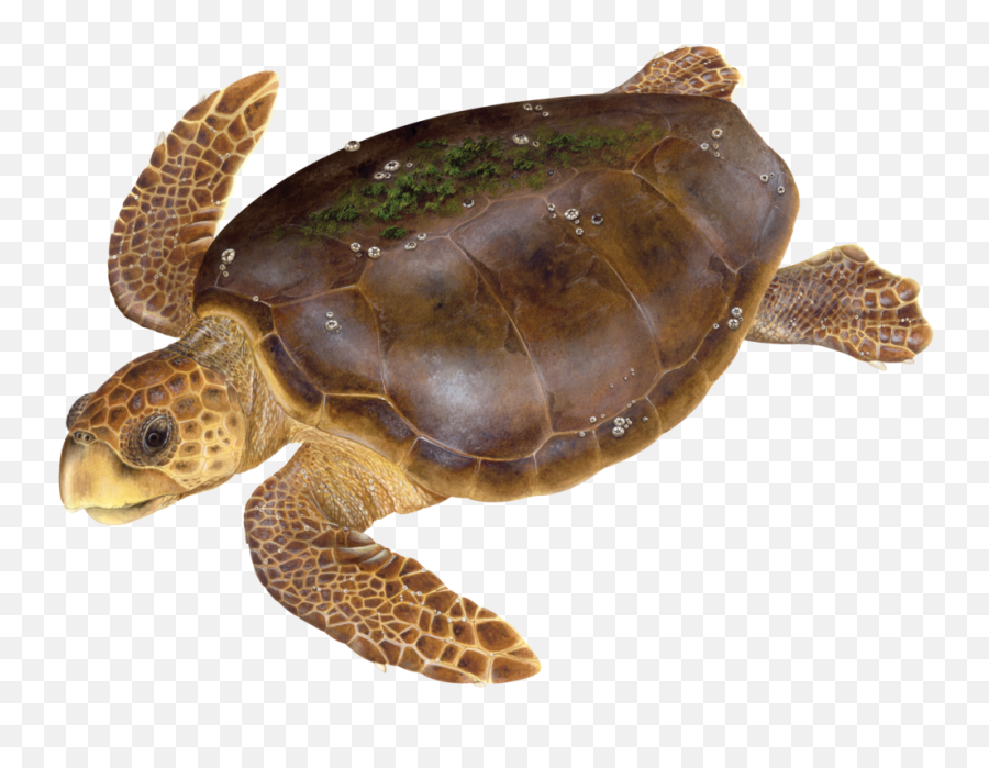 Meet The Turtles U2014 State Of Worldu0027s Sea Swot - Loggerhead Turtle Png,Turtle Png