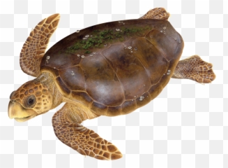 Meet The Turtles U2014 State Of Worldu0027s Sea Swot - Loggerhead Turtle Png,Turtle Png