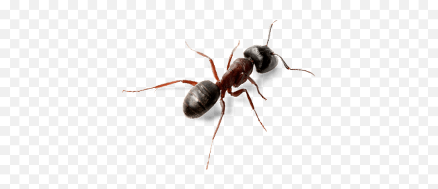 Ant Top View Transparent Png - Ant Transparent Png,Ants Png