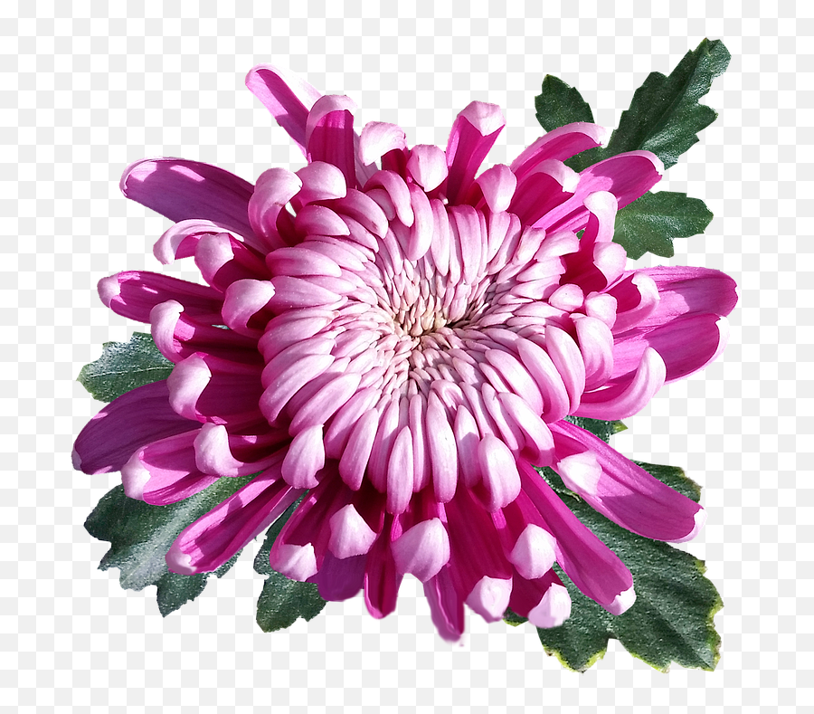 Chrysanthemum Pink Flower - Free Photo On Pixabay Transparent Chrysanthemum Flower Png,Chrysanthemum Png