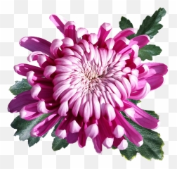 Chrysanthemum Pink Flower - Free Photo On Pixabay Transparent Chrysanthemum Flower Png,Chrysanthemum Png