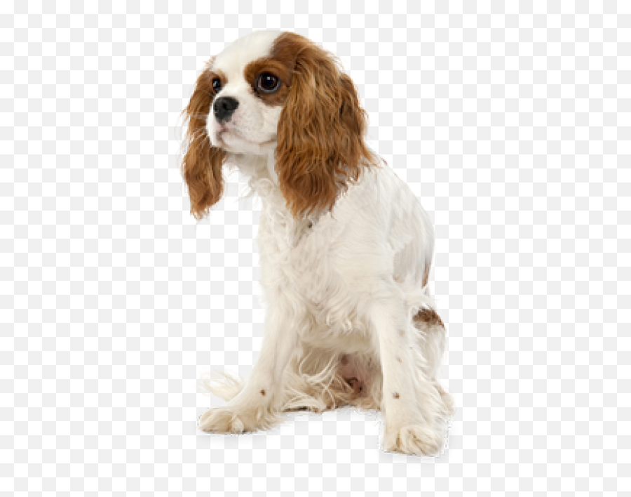 Cute Puppy Png - Cavalier King Charles Spaniel Png,Cute Dog Png