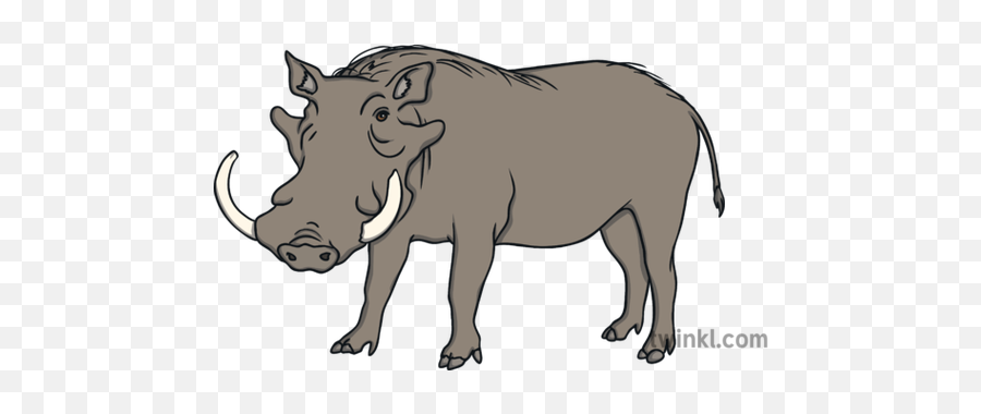 Warthog Wild Pig Savanna Saharan Africa Animal Open Eyes Ks1 - Big Png,Warthog Png