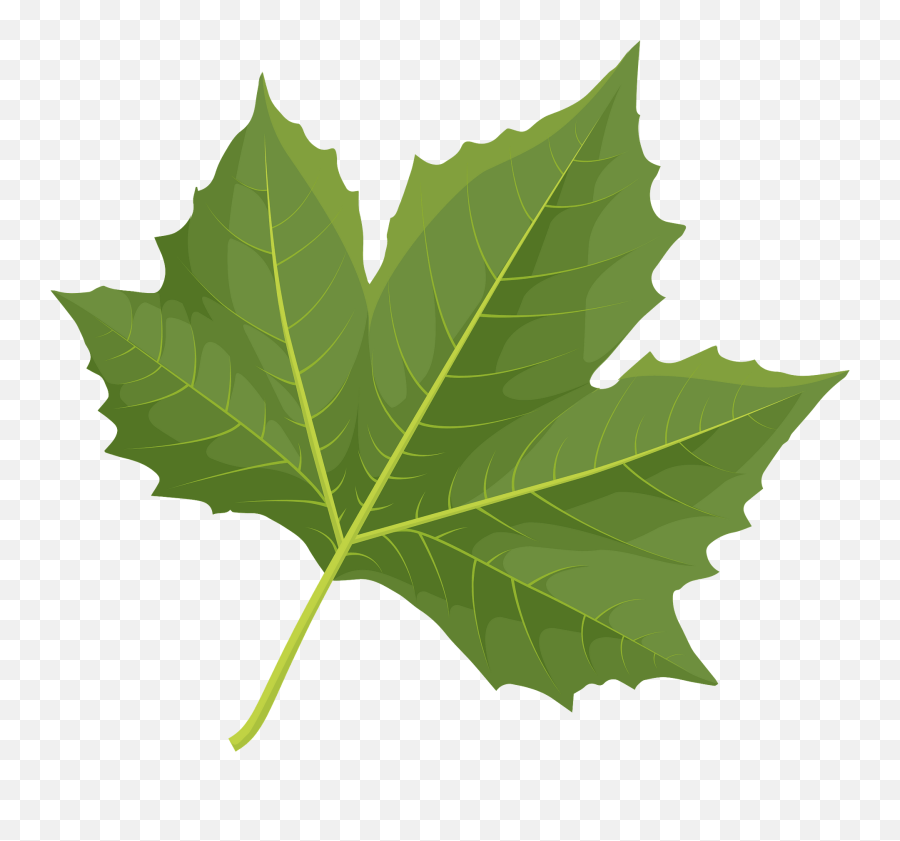 London Plane Tree Green Leaf Clipart Free Download - London Plane Tree Leaf Silhouette Png,Green Leaf Png