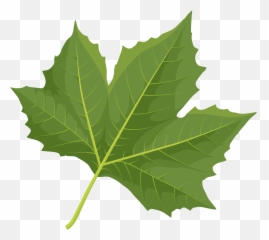 London Plane Tree Green Leaf Clipart Free Download - Plane Tree Leaf Silhouette png