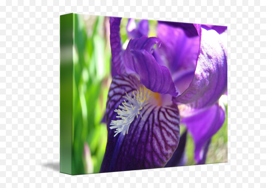 Iris Png - Bearded Iris Flowers,Iris Flower Png