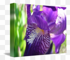Iris Png - Bearded Flowers
