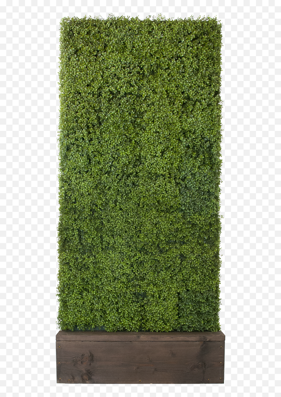 Boxwood Hedge Transparent Png Clipart - Hedge,Boxwood Png