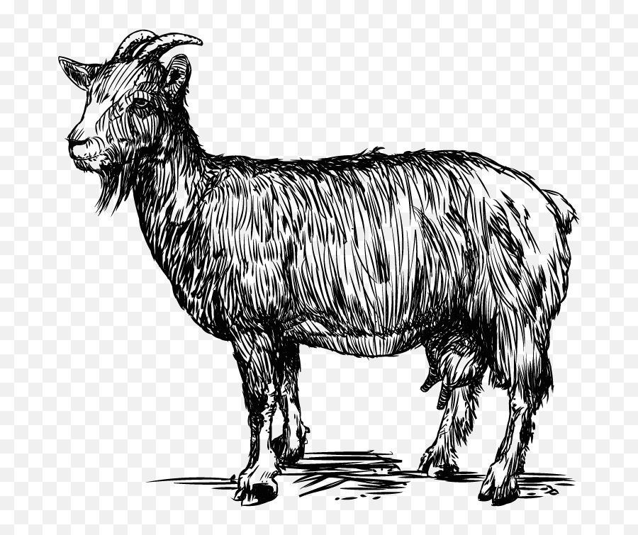 Download Goats In Crete - Goat Line Vector Png Png Image Transparent Goat Vector Png,Goats Png