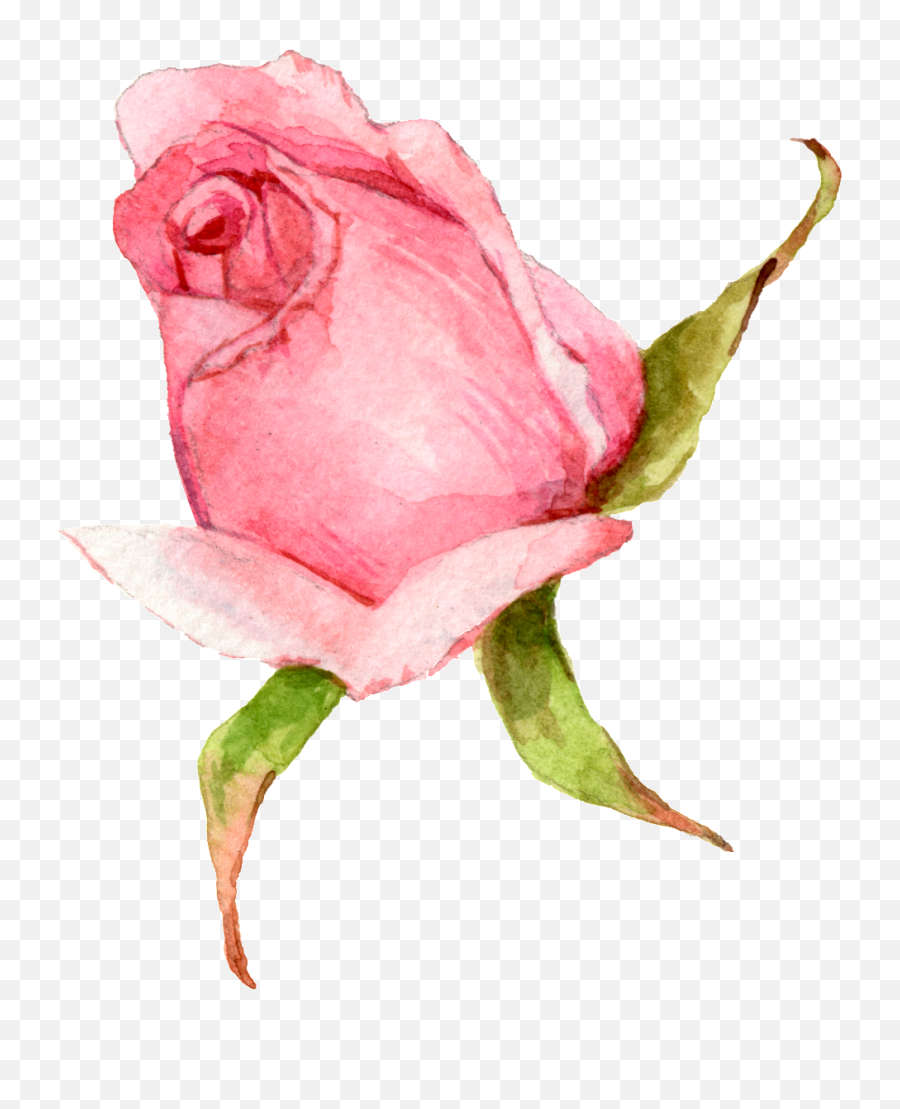Download Hand Painted A Watercolor Rose - Transparent Background Watercolor Rose Png,Watercolor Rose Png