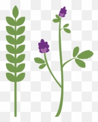 Products U2013 Mountain Sunrise Feed - Floral Png,Grass Icon