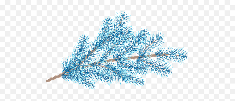 Fir Tree Branches With A Star - Photos By Canva Shortstraw Pine Png,Pine Branch Png