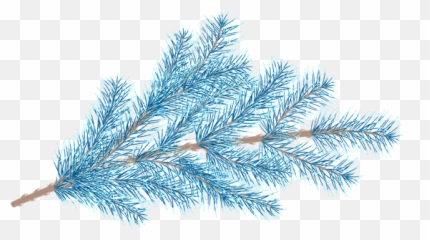 Fir Tree Branches With Star - Photos by Canva Shortstraw Pine png