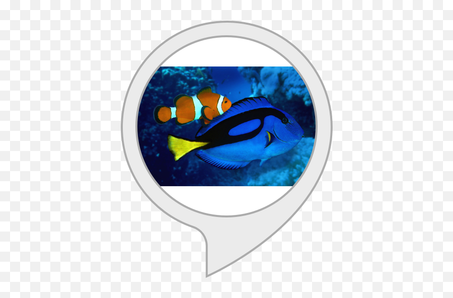 Amazoncom Unofficial Finding Nemo U0026 Dory Trivia Alexa Skills - Body Soul And Spirit Png,Nemo Png