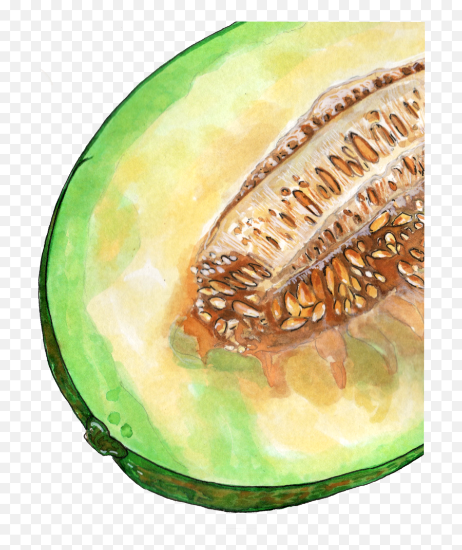 Download Inktober 2018 Cantaloupe Png - Honeydew,Cantaloupe Png