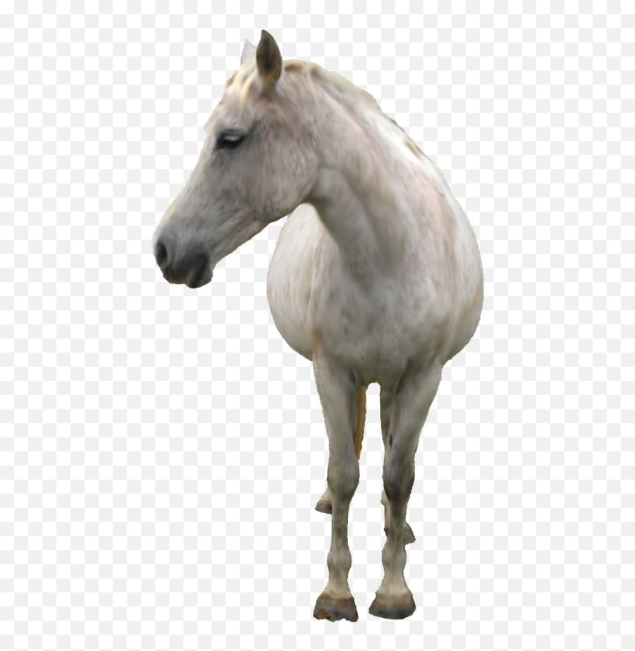 Download White Horse Png Image With - Real White Horse Transparent Background,White Horse Png