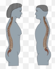 Man Medical Torso - Free Image On Pixabay Illustration Png,Torso Png