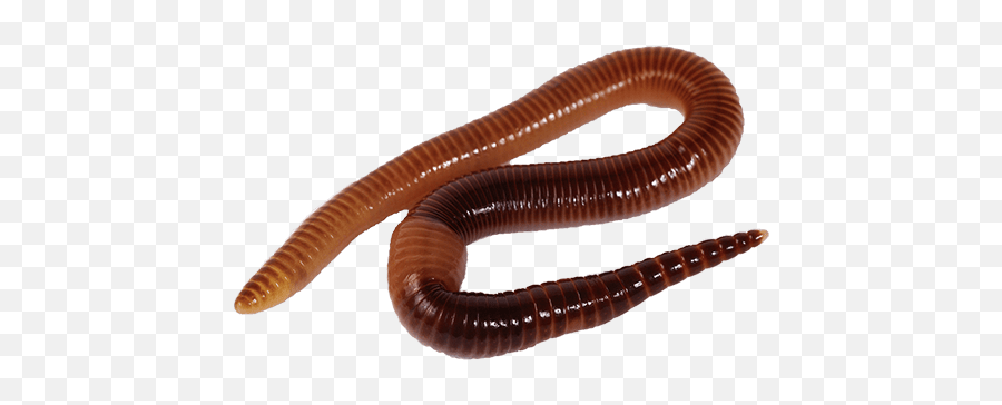 Worms Png Images Free Download Worm - Worms Png,Worm Png