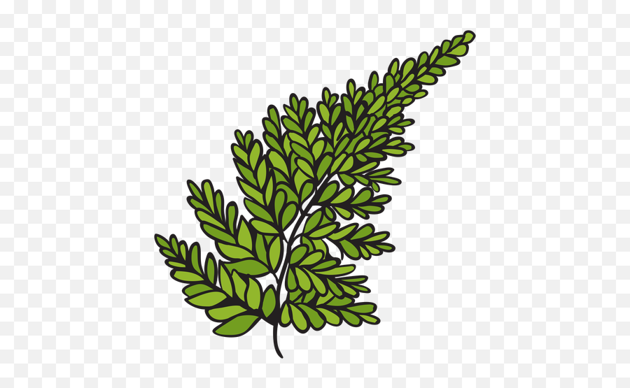 Silver Fern Hand Drawn - Transparent Png U0026 Svg Vector File Clip Art,Fern Png