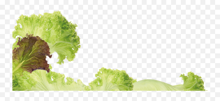 Free Lettuce Leaf Png Download Clip Art - Romaine Lettuce,Lettuce Png