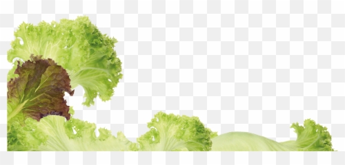Free Lettuce Leaf Png Download Clip Art - Romaine Lettuce,Lettuce Png