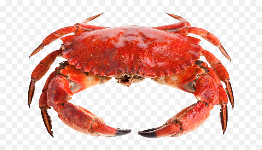 Crab Png Images Free Download - Red Crab Png,Crabs Png
