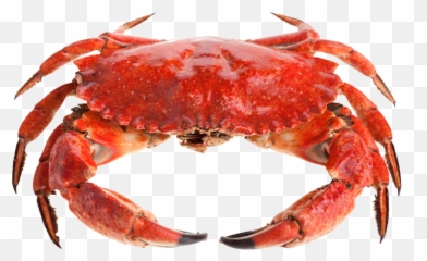 Crab Png Images Free Download - Red Crab Png,Crabs Png