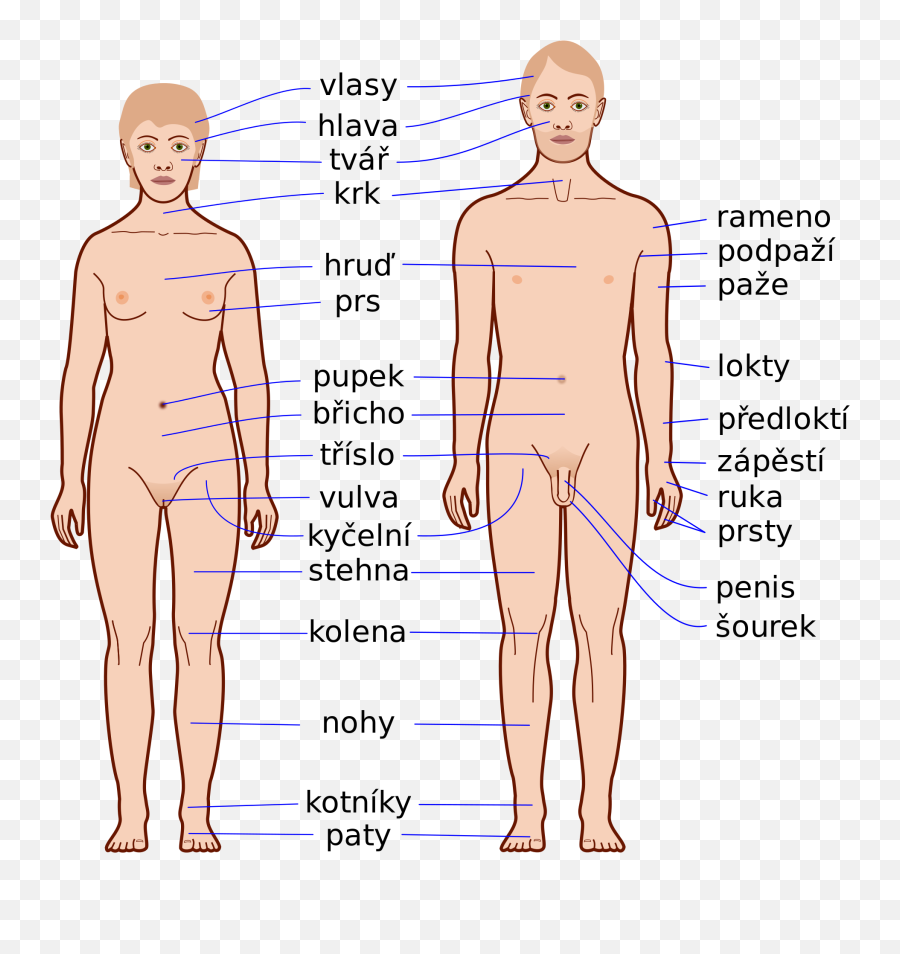 Download Open - Body Parts Png,Human Body Png