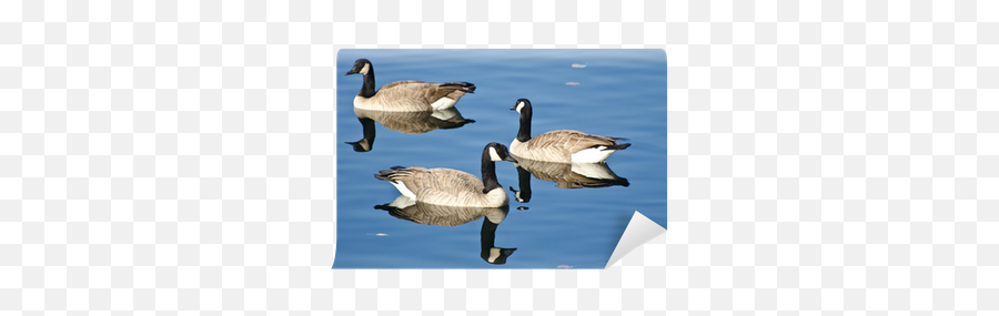 Swiimming Goose Png 1 Image - Canada Goose,Goose Png